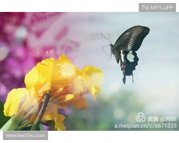 《蝴蝶》:当电影遇见生命的华丽蜕变 《蝴蝶》:当电影遇见生命的华丽蜕变